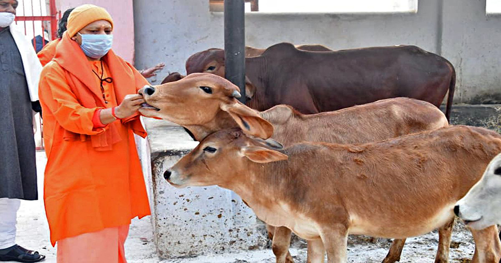 Cow rushes towards Yogi