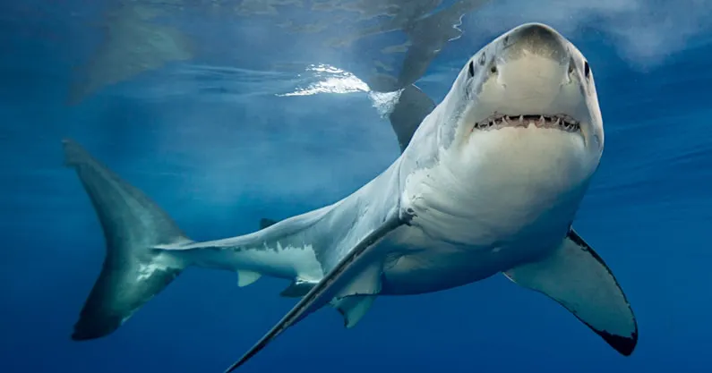 Precaution is needed to protect endangered sharks; CMFRI nominates shark hotspots