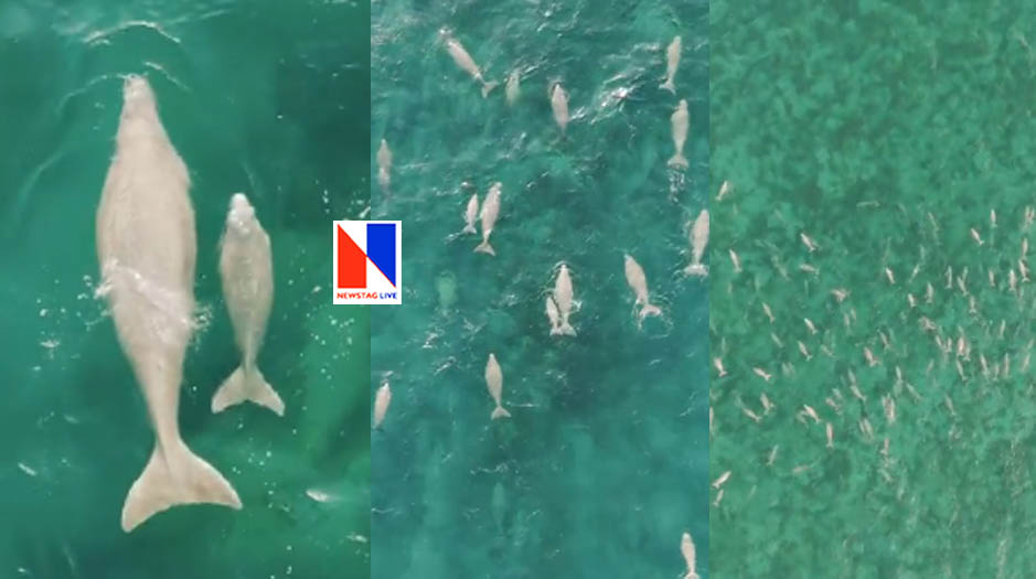 group of dugongs in Qatari territorial waters