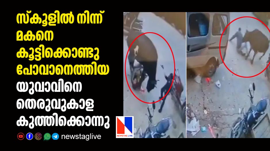 man dies in bull attack while he came to bring son from school