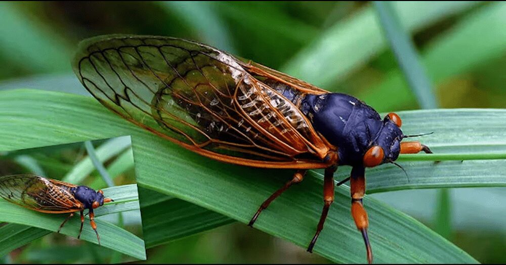 After 221 years, billions of red-eyed cicadas come out