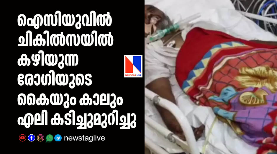 rat bites hands and legs of patient in icu