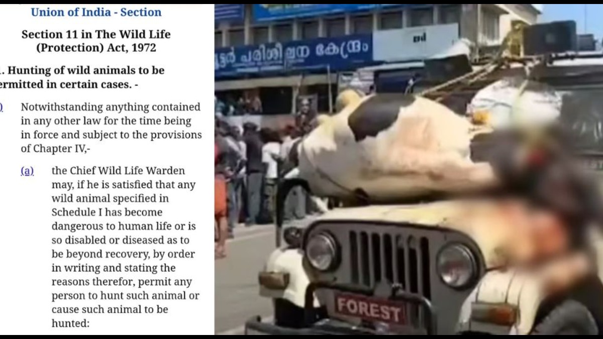 There is a law to shoot aggressive animals but it is not enforced