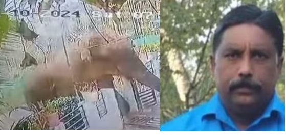wild elephant attack again in wayanad one killed