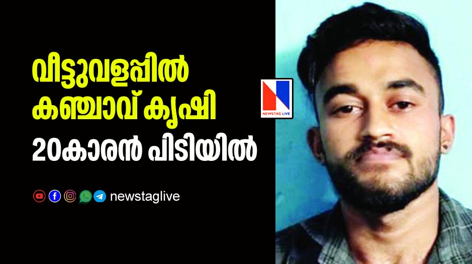 20 year old man arrested for planting cannabis sativa