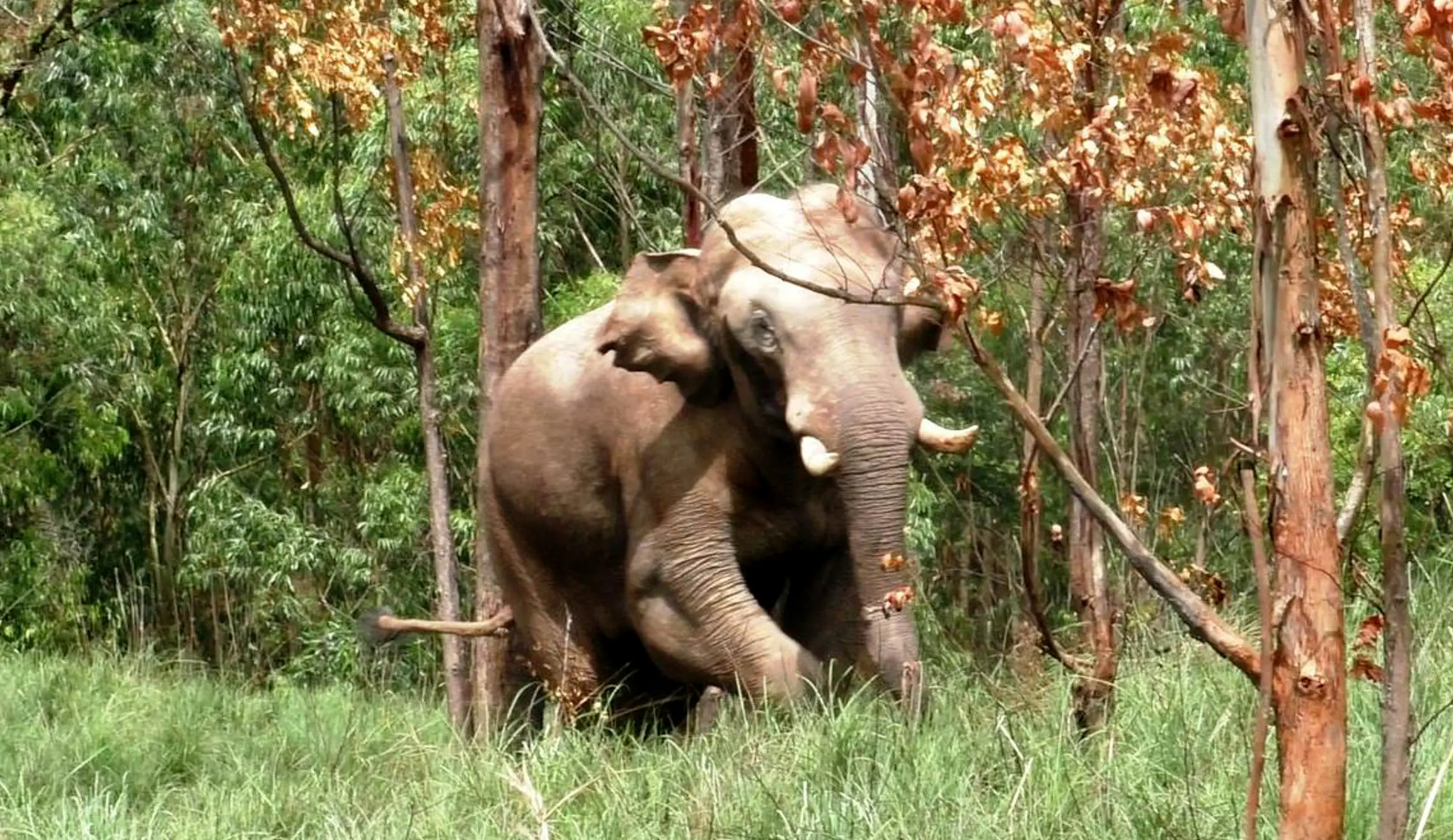 arikomban images