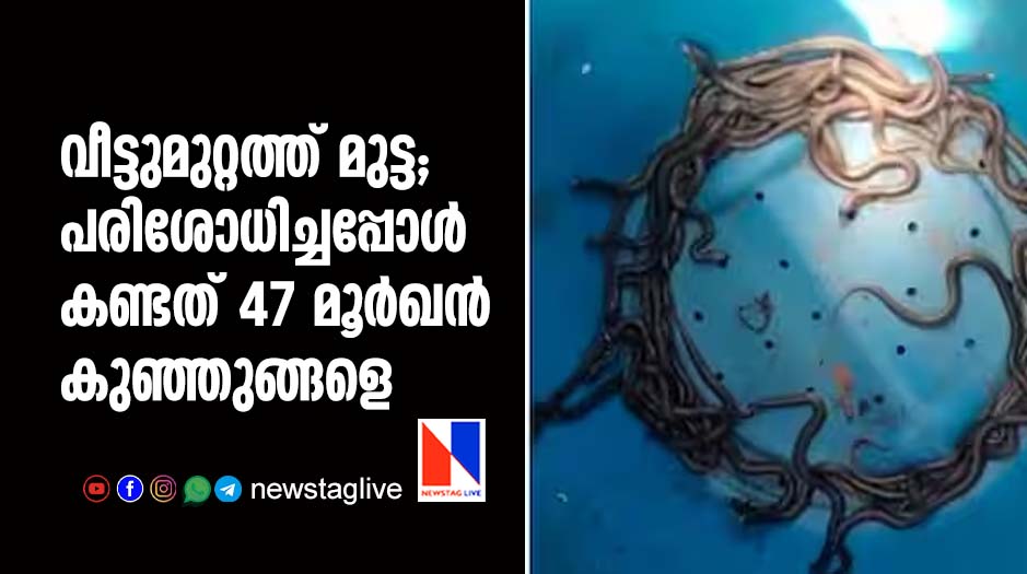 cobra found in home