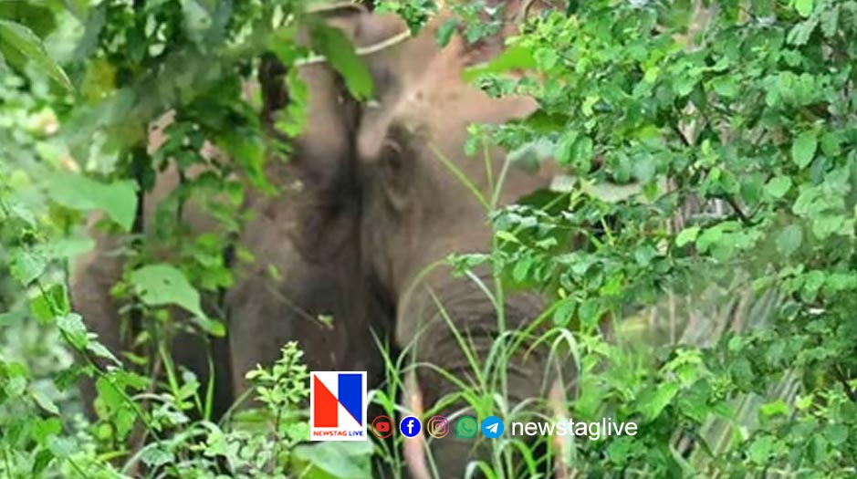വാച്ചുമരം കോളനിയിൽ സ്ത്രീയെ കാട്ടാന ചവിട്ടിക്കൊന്നു | Woman trampled to death by wild boar near Peringalkum, Thrissur |