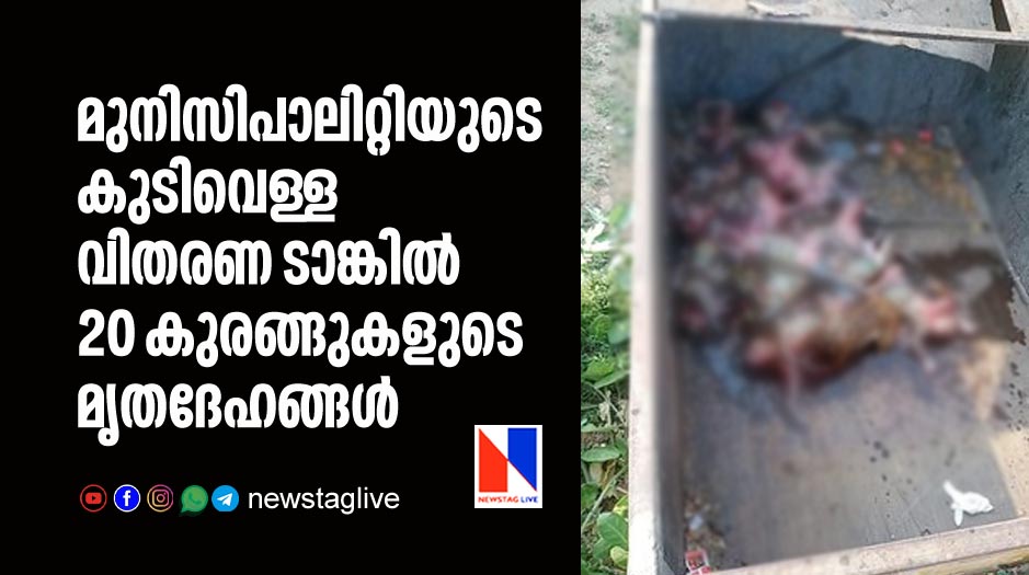 20 carcasses of monkeys found in municipality water tank