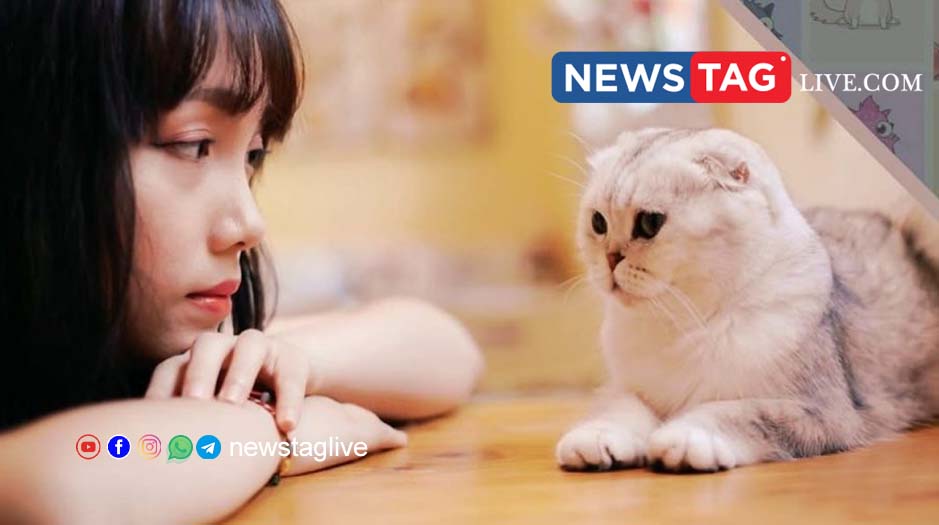 cat in china sets house on fire
