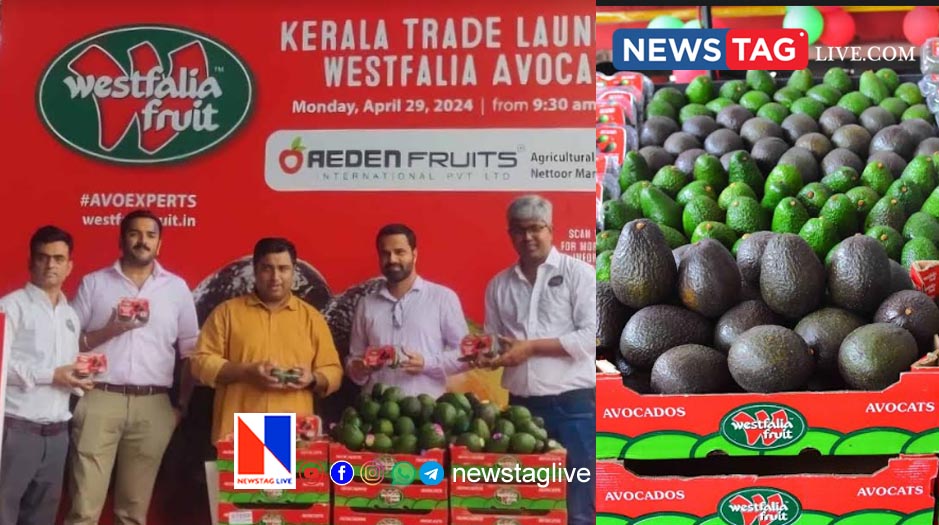 avocado import launch by westgalia fruit