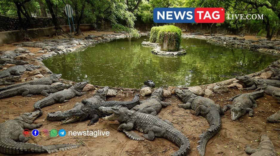 crocodile lake