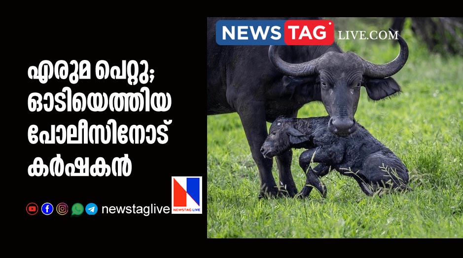 man calls police after buffalo gives birth to calf