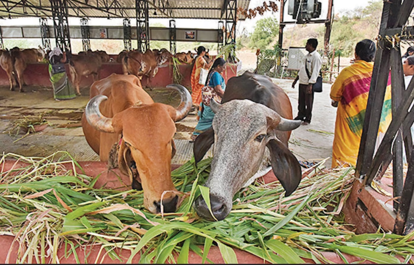 Madhya Pradesh ST funds for cow scheme