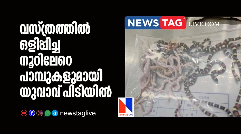man caught with more than 100 snakes in his trouser