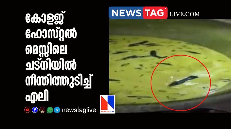 rat swimming in hostel mess chutney