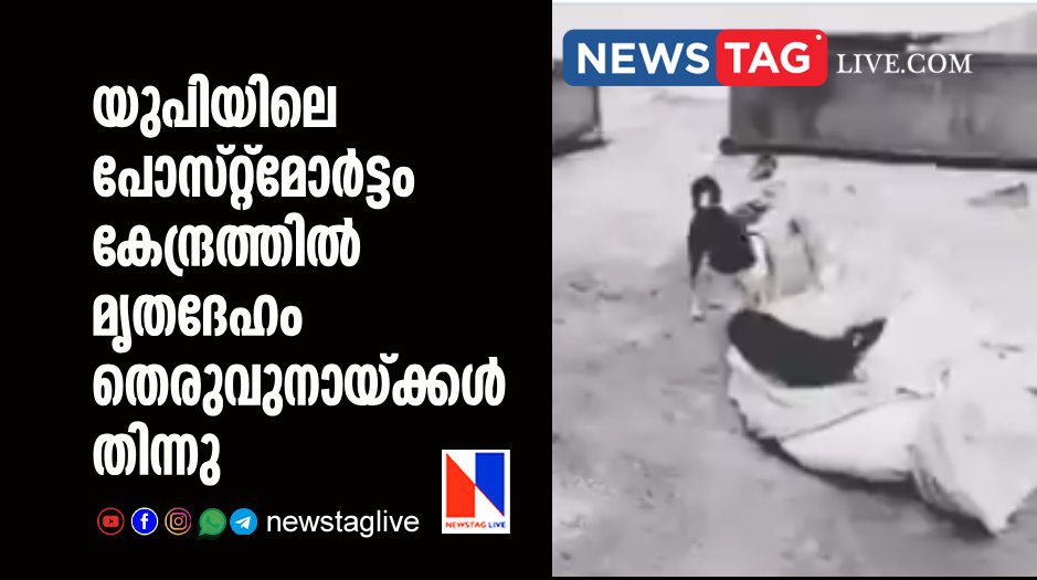 stray dogs eats dead body outside postmortem house