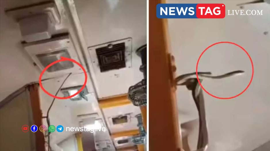 Snake in train