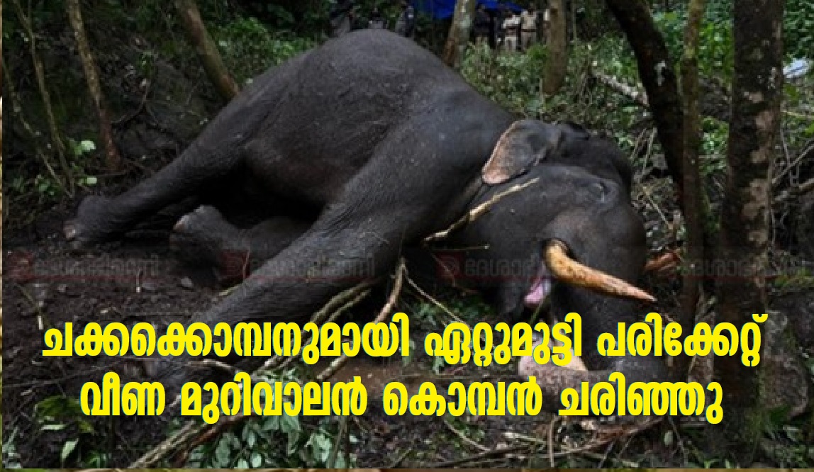elephant which fell injured in a clash with the chakkara komban