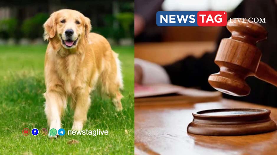miscarraiage due to dog