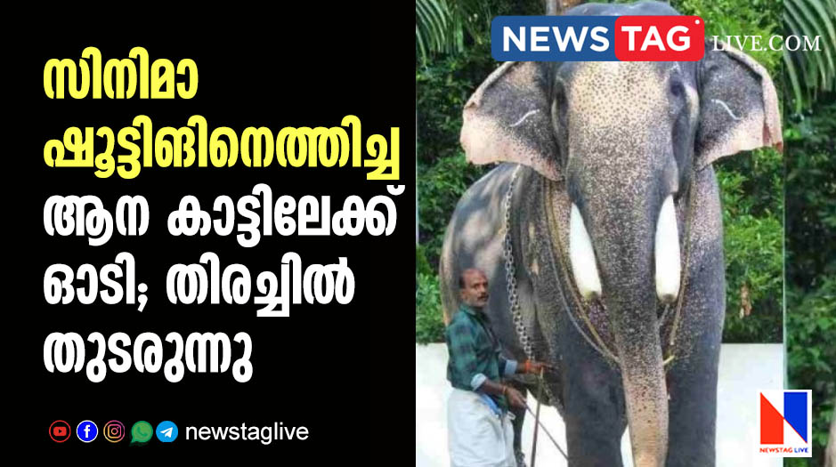 ELEPHANT SHOOTING