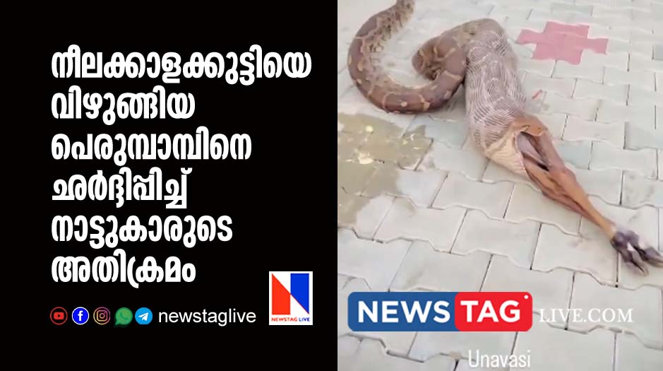 Python swallowed blue bull calf but locals interfere