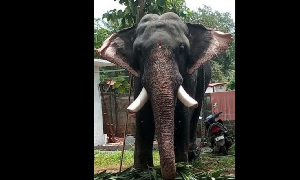 Famous elephant Kuttankulangara Srinivasan has died