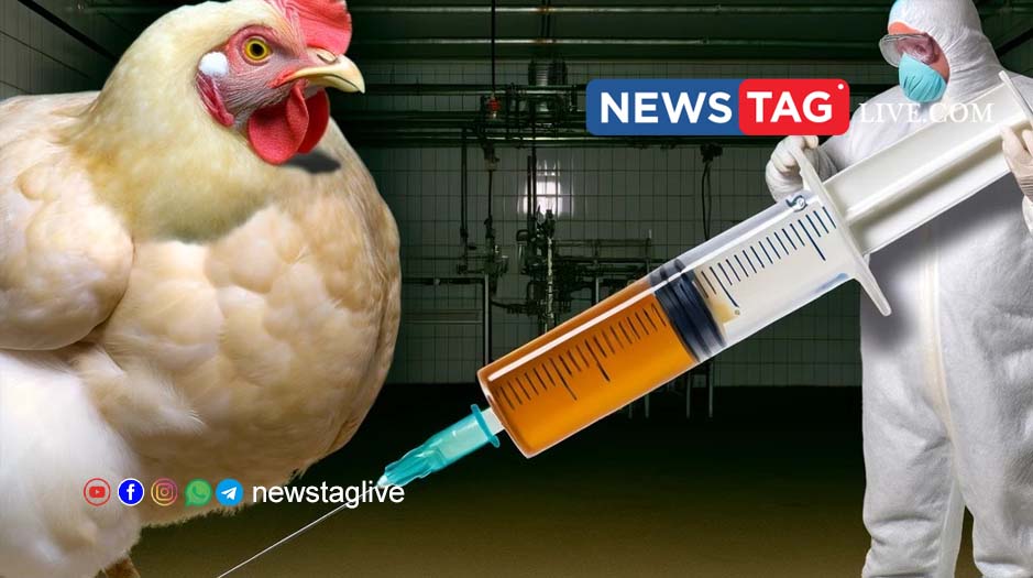drug resistant bacteria in broiler chicken