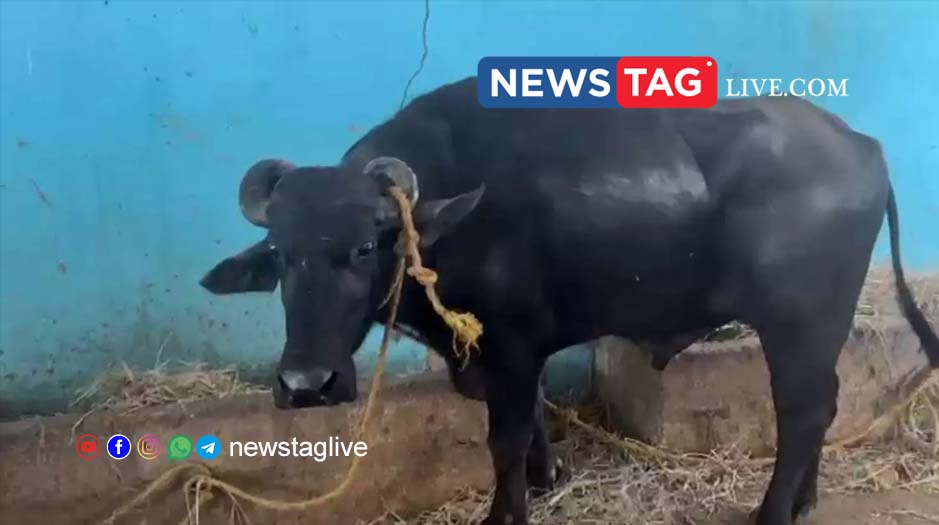 Sacred buffalo