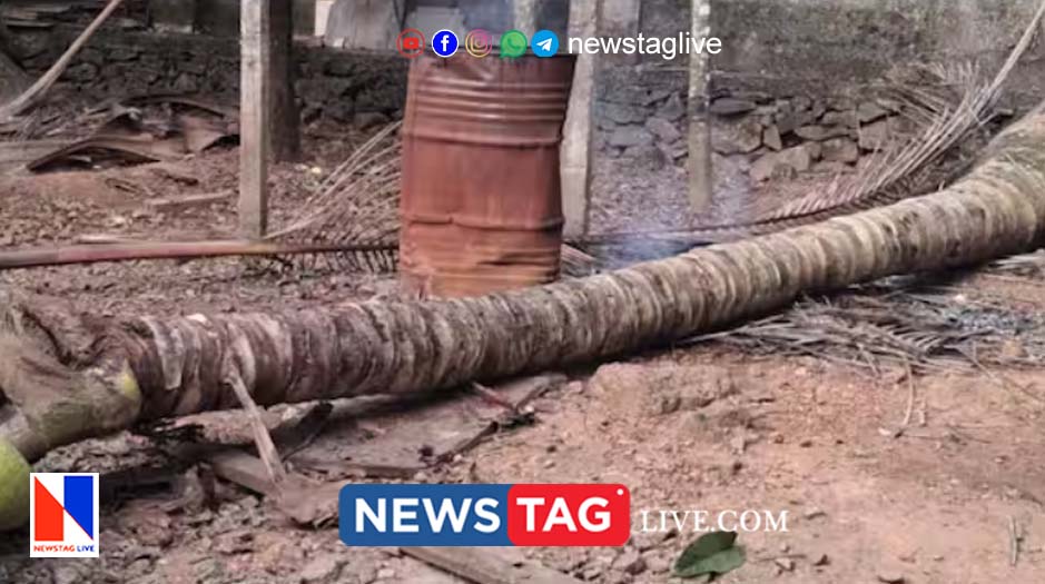 5 year old boy dies after coconut tree fall on him