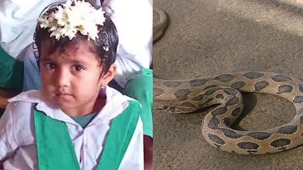 Anganwadi Girl dies after being bitten by snake