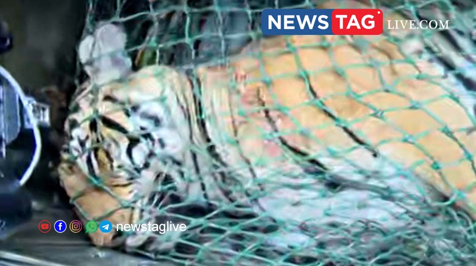 Tiger found dead in Panjarakolli