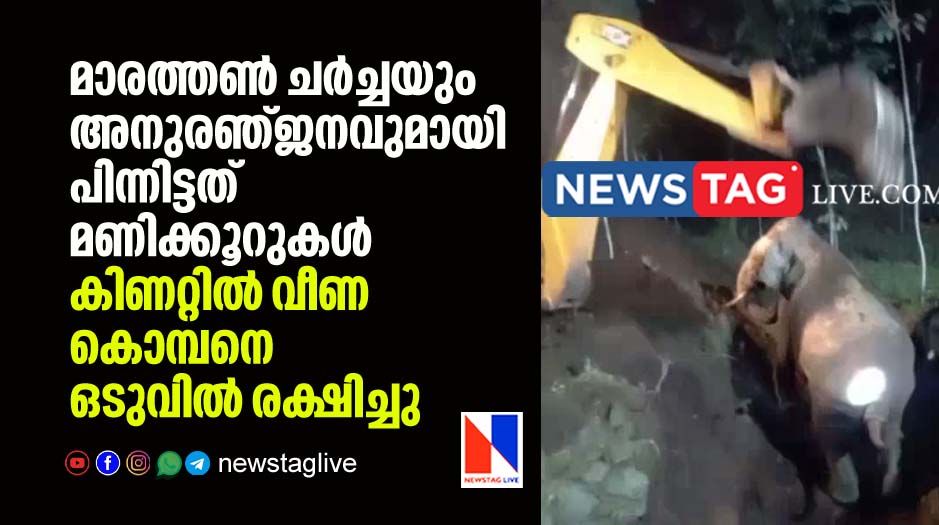 hours after Wild elephant rescued from well
