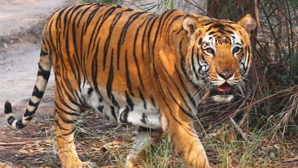 10 teams will reach wayanad to shoot kill tiger