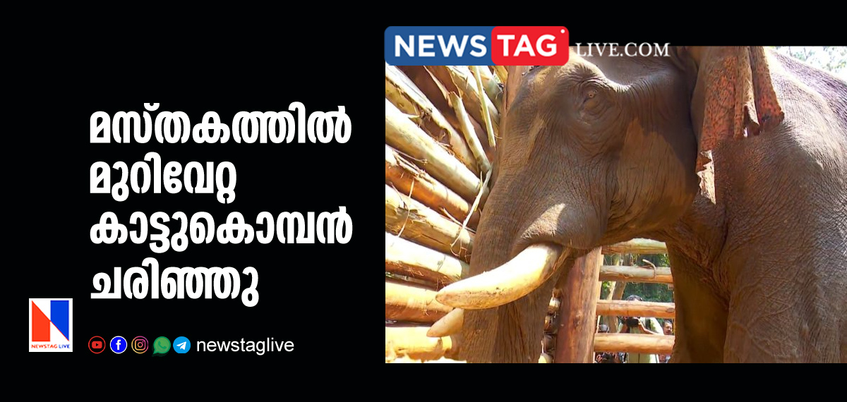 injured wild elephant dies