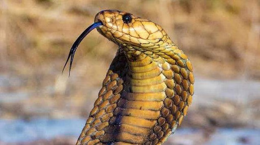 Jose K Mani's daughter bitten by a snake