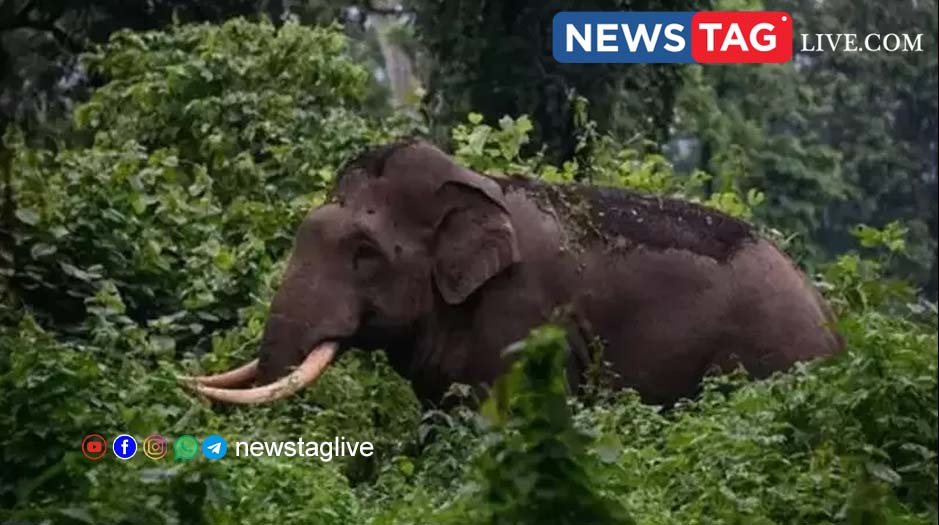 man killed in wild elephant attack in Wayanad
