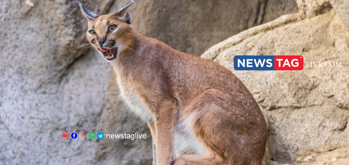 Egyptian Lynx