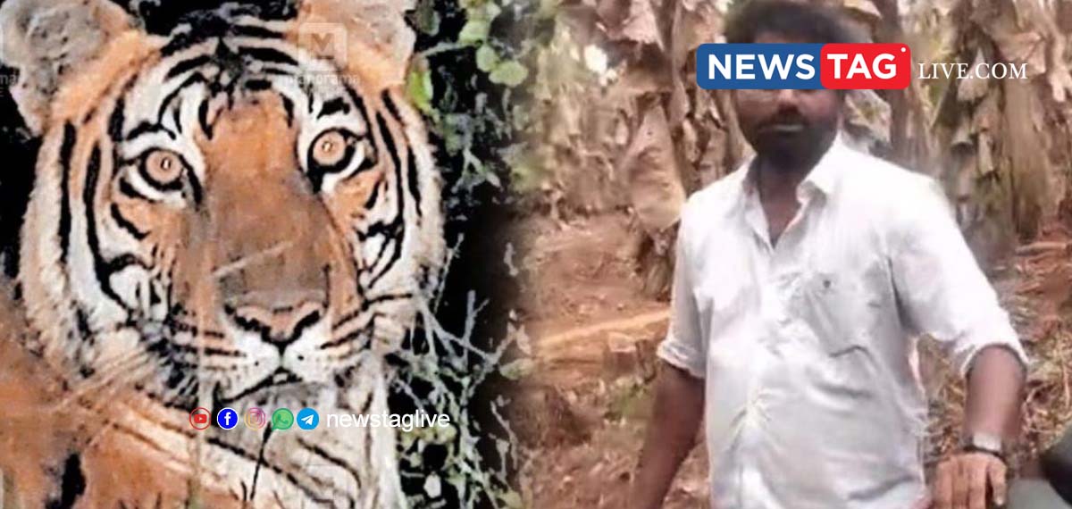 FAKE VIDEO OF TIGER