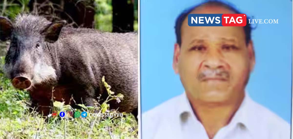 Locals beat to death a wild boar that killed a farmer in Panur