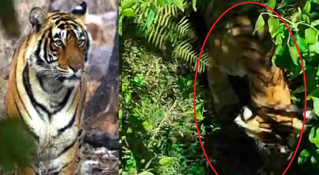 Cow and pet dog killed; Tiger lands in Idukki's Arankallu, people in fear