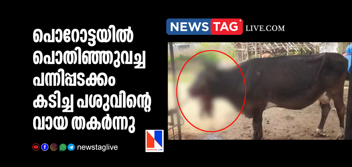 cows mouth injured after bite cracker hidden in porotta