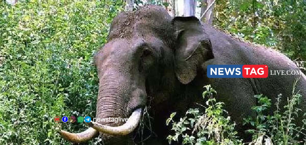 wild elephant