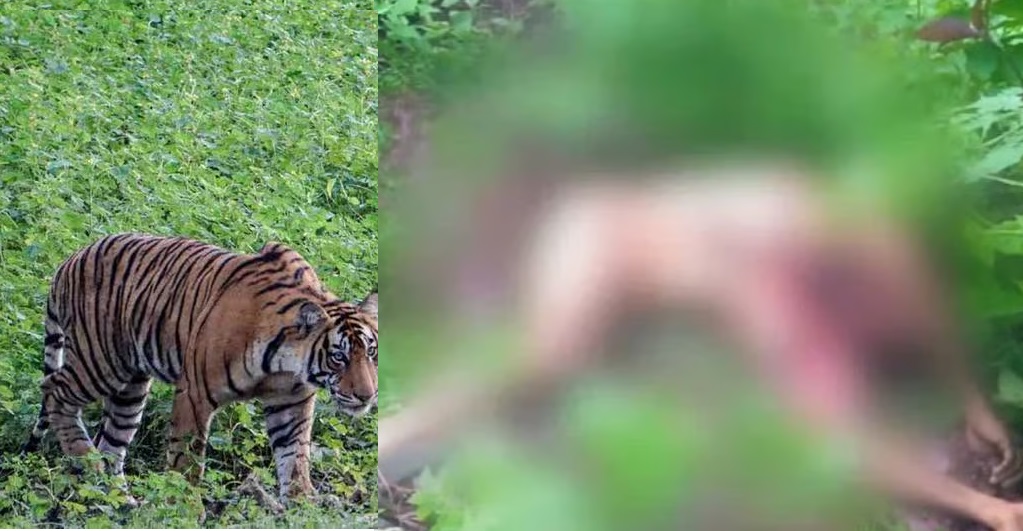 Tiger Attack in Malappuram