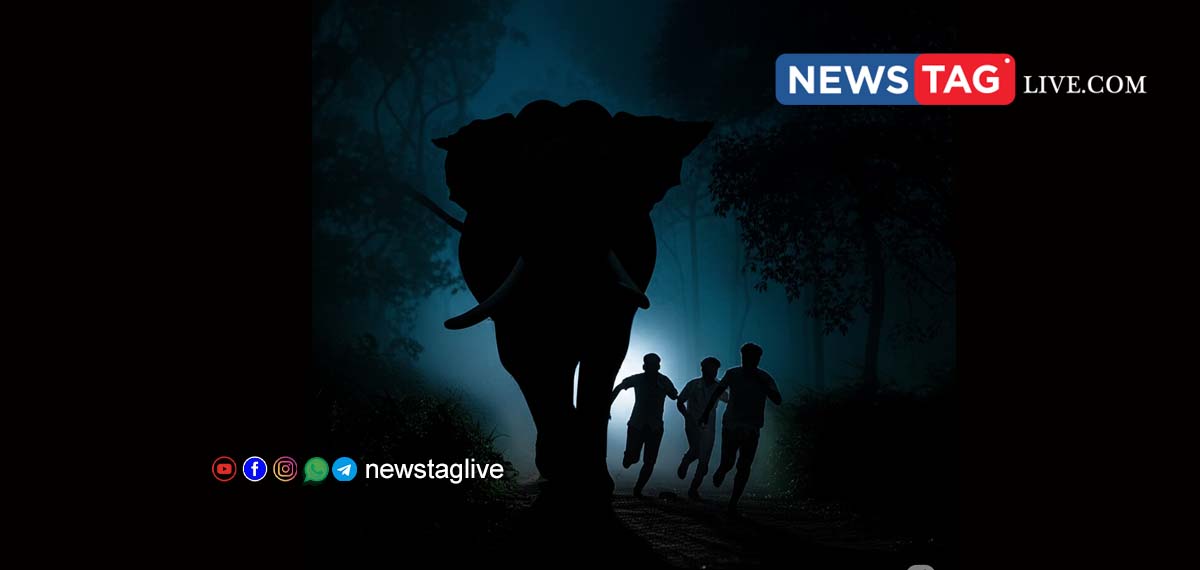 woman dies in Peerumedu wild elephant attack