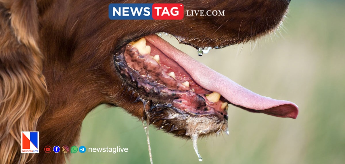 stray dog bites 8 persons in Kuttiyadi