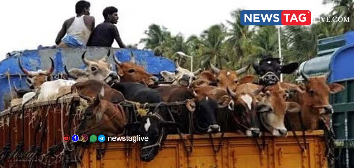 rajasthan cow smuggling