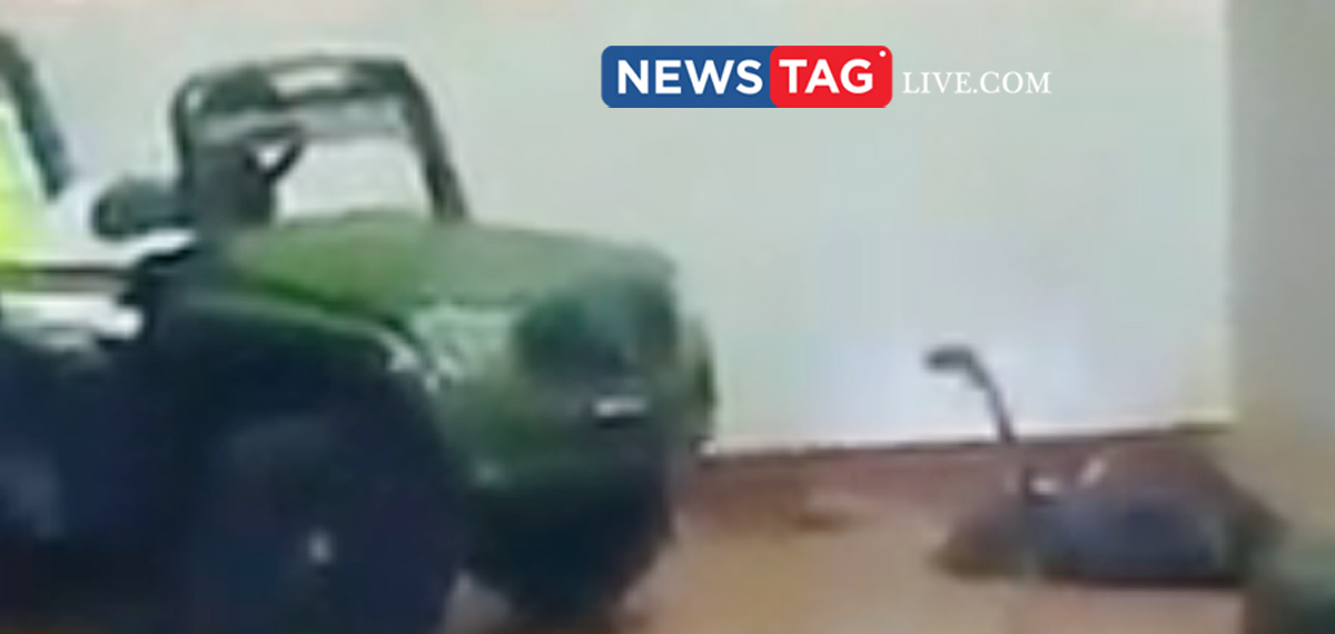 King Cobra found under kid's toy car