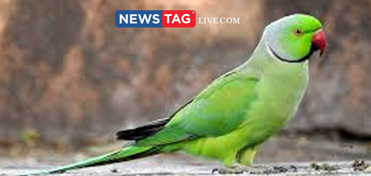 forest department charged case against house owner for kepting parrot as pet
