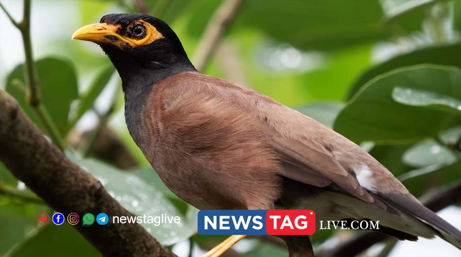myna bird